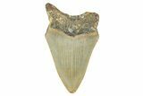 Partial, Fossil Megalodon Tooth - North Carolina #381541-1